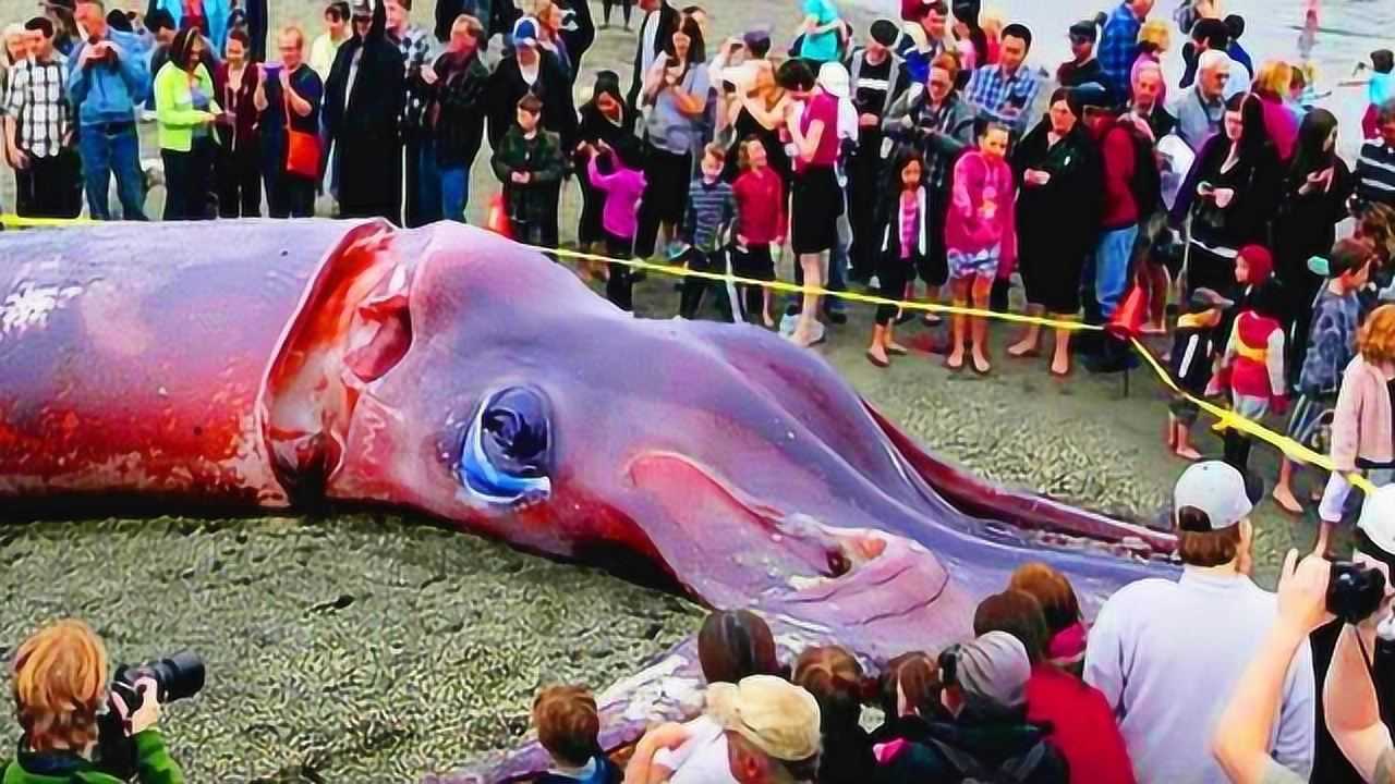 触手超3米!日本出现巨型章鱼,网友:核污染水,引发基因变异