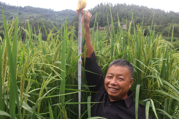姜家镇试种2米高巨型稻 探索水稻 n融合农业模式
