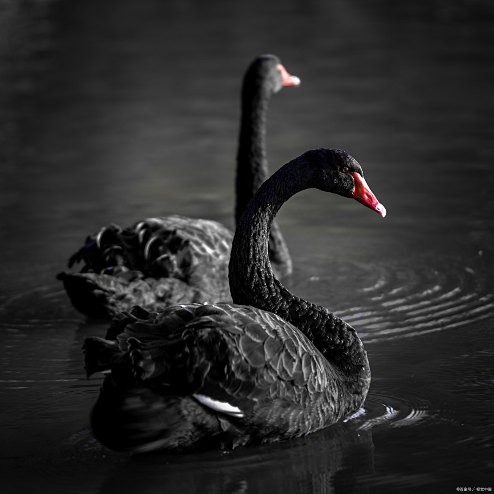 高市早苗就是黑天鹅，对日本经济是自杀式伤害-腾讯新闻