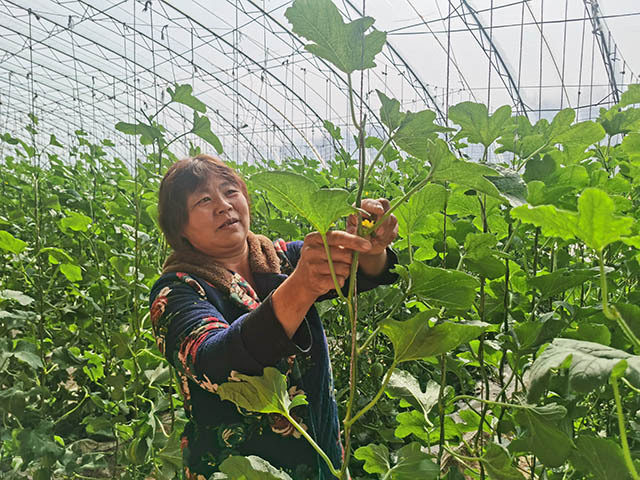 抢“鲜”一步 暖棚香瓜甜蜜登场_腾讯新闻
