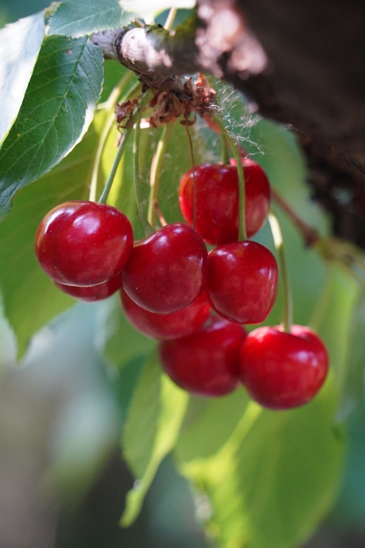 燕都新趣|京西古道旁,种着哪些您没吃过的樱桃?