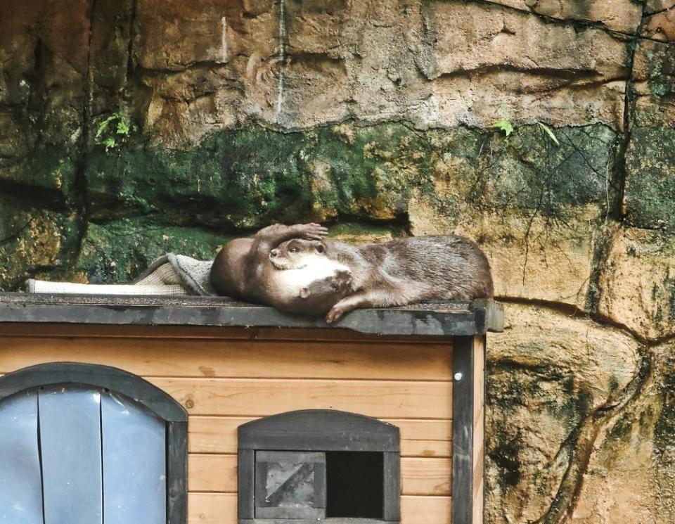 国际生物多样性日,在广州动物园邂逅最萌"顶级捕食者"
