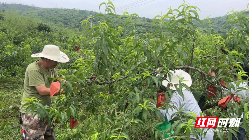 桂阳洋市镇:黄桃套袋忙 干部来帮忙