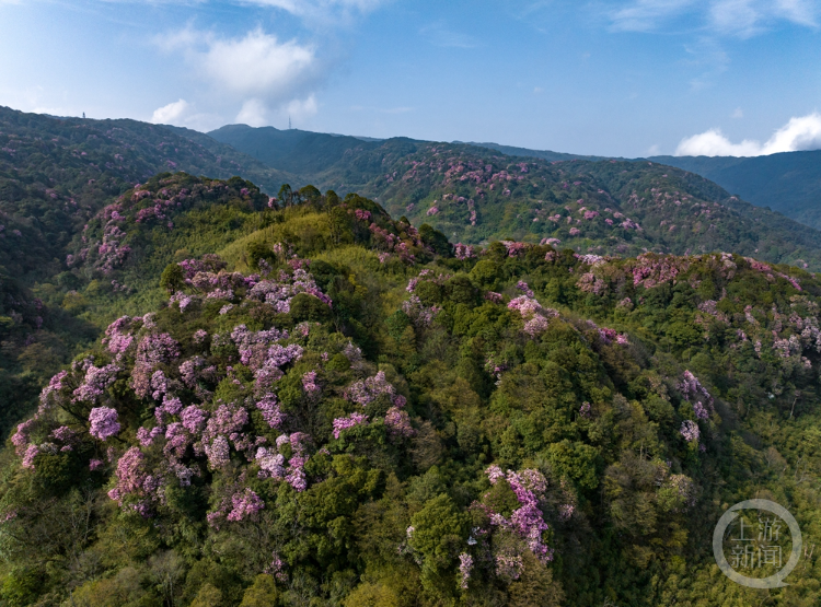 金佛山杜鹃花公园图片