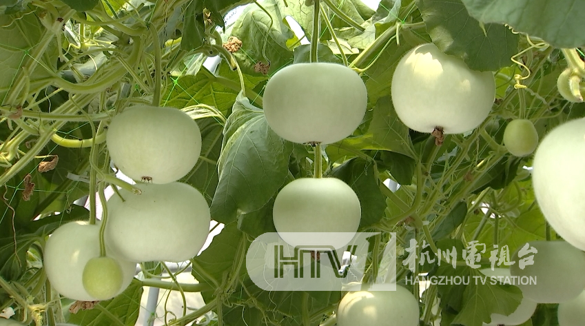 这里有抱不住的巨型南瓜!1.5米的"特长"丝瓜!