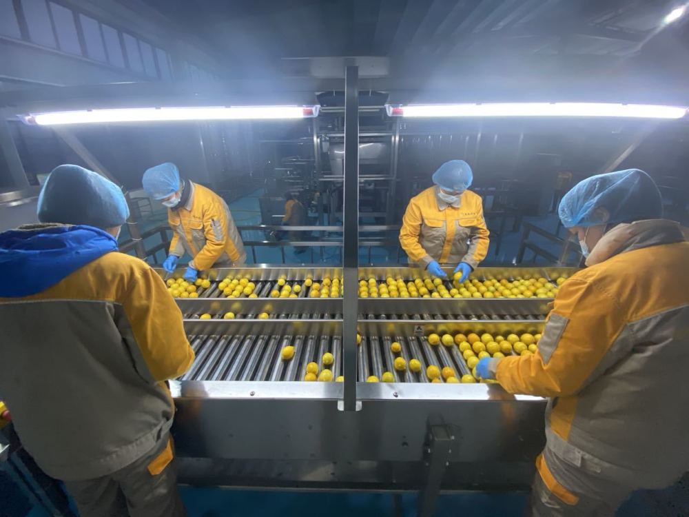 【走进区域看发展】小柠檬大产业重庆打造农品产业链“潼南样本”阿里ob数据库2023已更新(今日/网易)