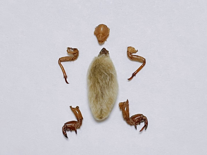 人文药学丨传统非遗里的中草药