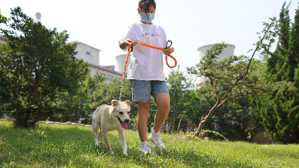 有偿代遛狗每小时100元,你会做吗?