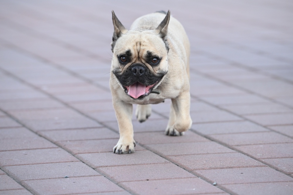 法国斗牛犬游行