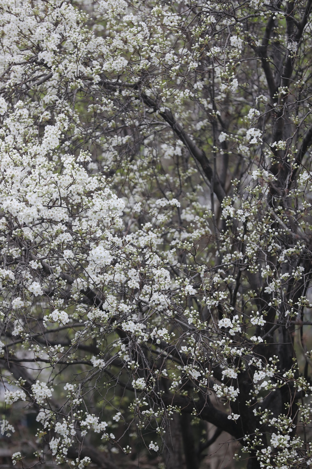 梨花开了,一枝春带雨