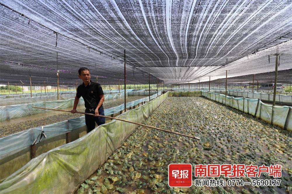 张六最初在广东养殖牛蛙,后因当地养殖政策变化,他便将基地搬到此处.