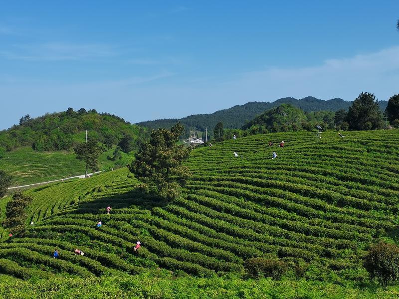 七里铺茶叶市场火警
（七里铺茶叶市场火警
变乱
）《七里堡茶叶市场》