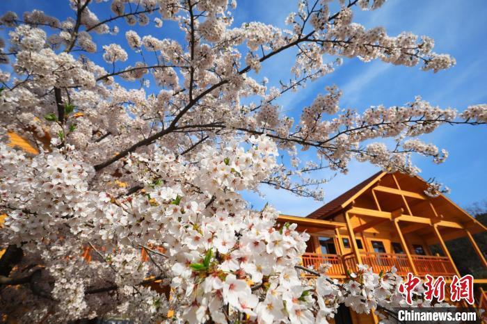 大连旅顺国际樱花节启幕游客踏青赏樱领略盎然春意