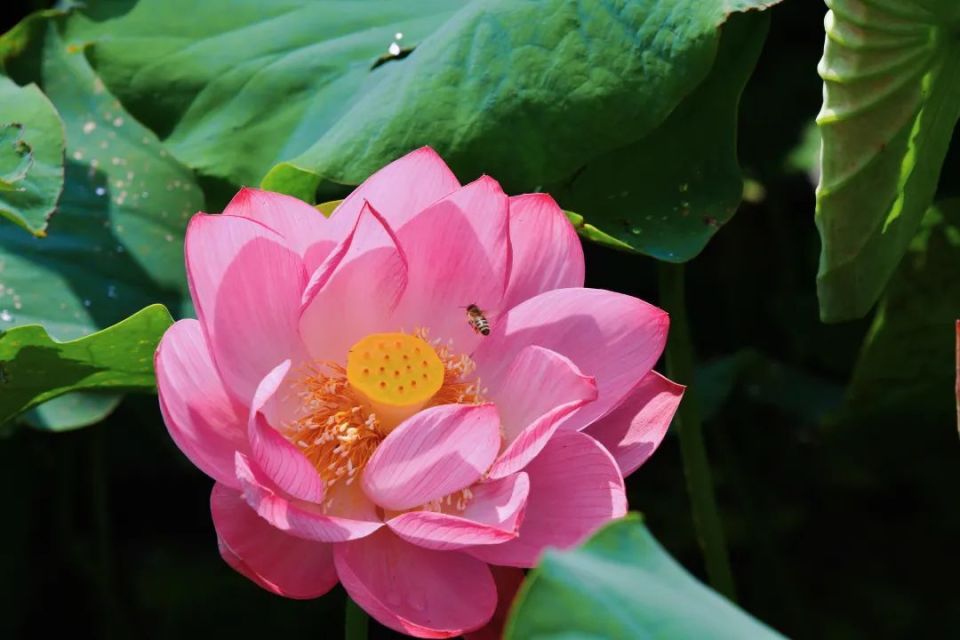 "荷"你在一起,好运"莲莲"!