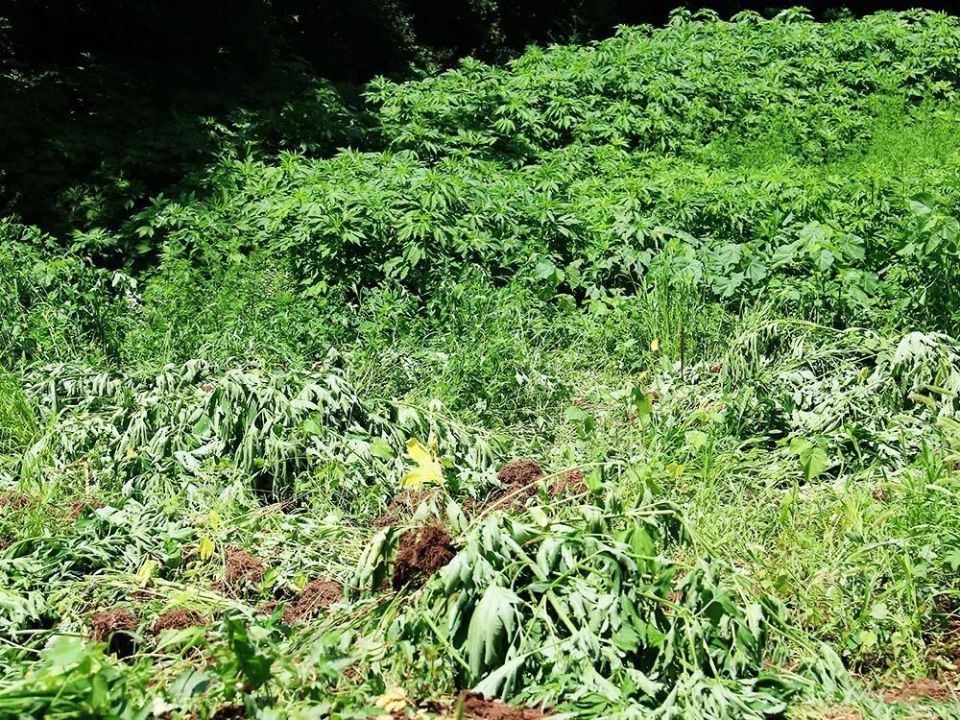 豚草作为外来入侵物种,繁殖力和适应力极强,且更为强大.