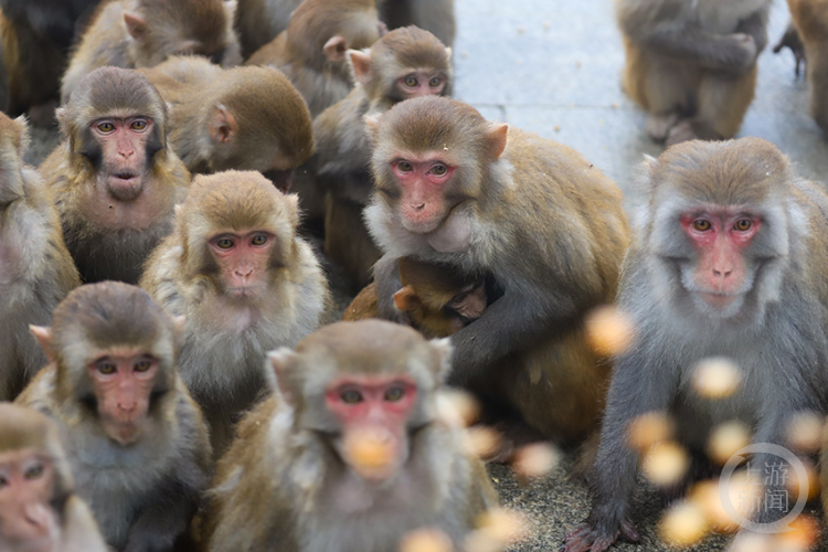 云阳:新增多处猴群投喂点 帮助野生猕猴温暖过冬