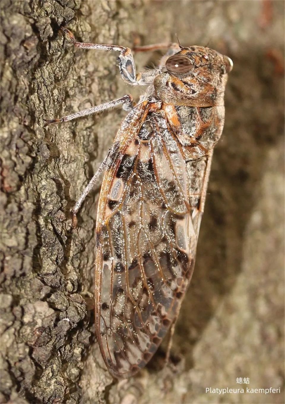 13年蝉∪17年蝉,数以亿计周期蝉在今夏相遇,但其实也没有那么罕见