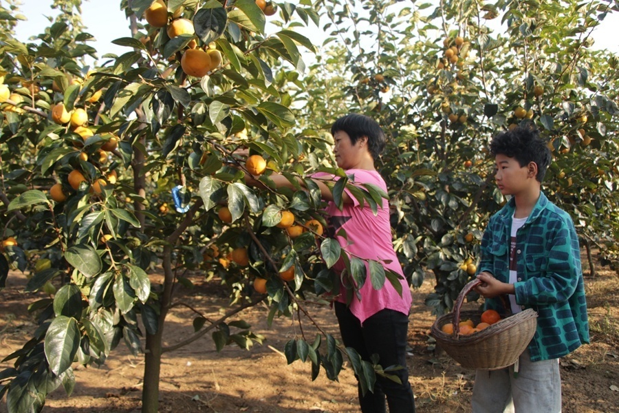 河南郏县:特色林果业助力乡村振兴