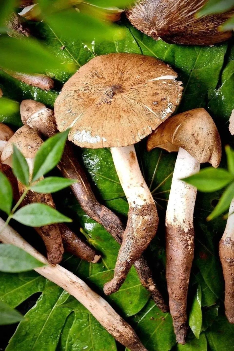 仁寿"斗鸡菇"火上央视,网友们都沸腾了.看大家都在讨论些啥?