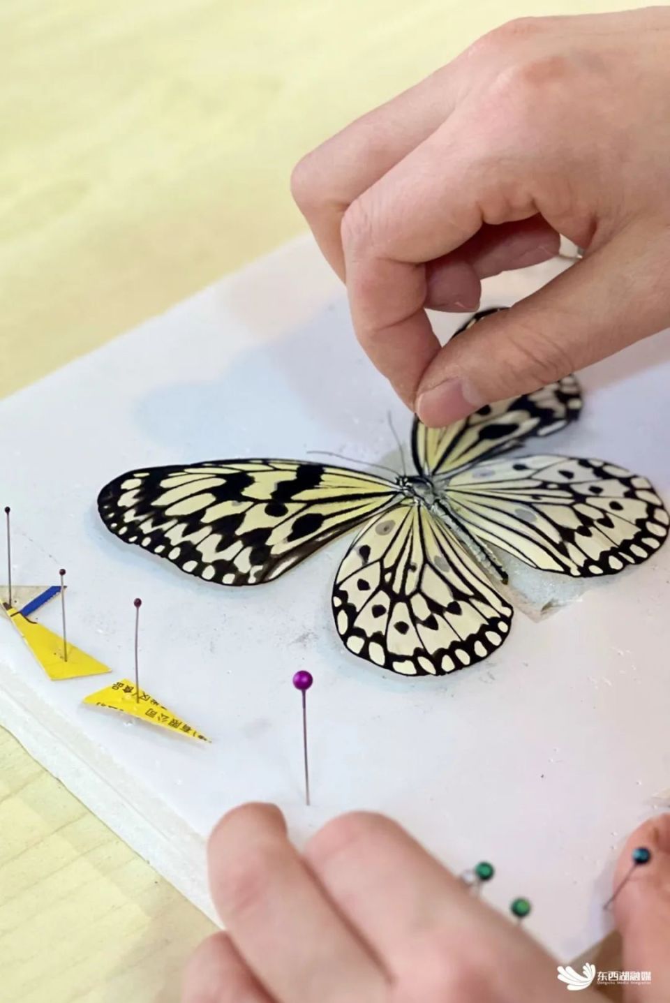 仿佛阳光洒落在蔚蓝的海面上,荧光熠熠;枯叶蝶则以其独特的叶脉纹理