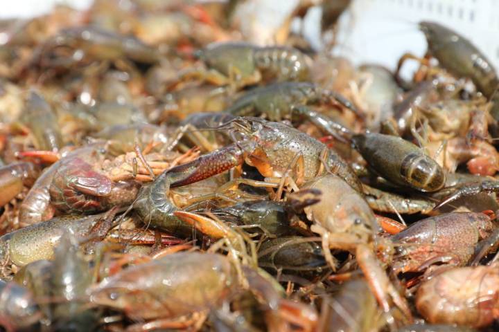 早春第一鲜 温州稻田小龙虾缘何逆市热销_腾讯新闻