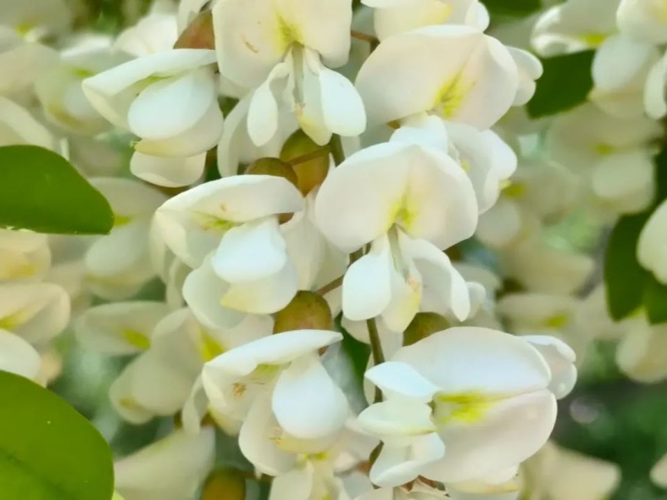 灵台,又闻槐花香