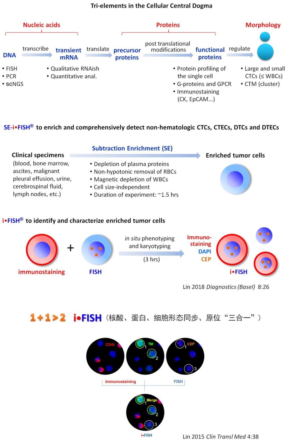 CTC、CTEC 2.0的临床应用及 i•FISH精准靶向单细胞蛋白质组学等多模态研究_腾讯新闻