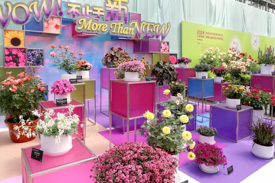19个花卉新品种亮相北京花木春季花展