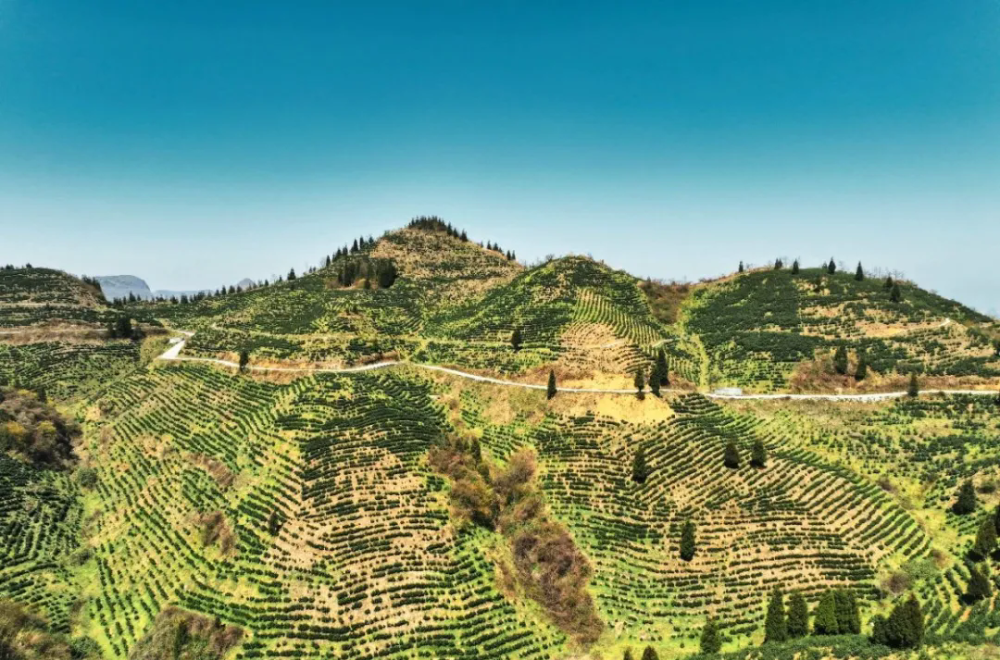 无独有偶,位于关岭县沙营镇的贵州馥远茶业有限公司在东西部协作资金