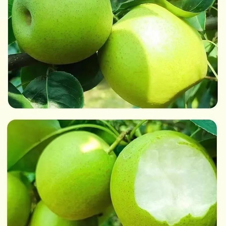 号的贤王果米合作社内,一棵棵梨树枝繁叶茂,鲜脆个大的梨子挂满枝头