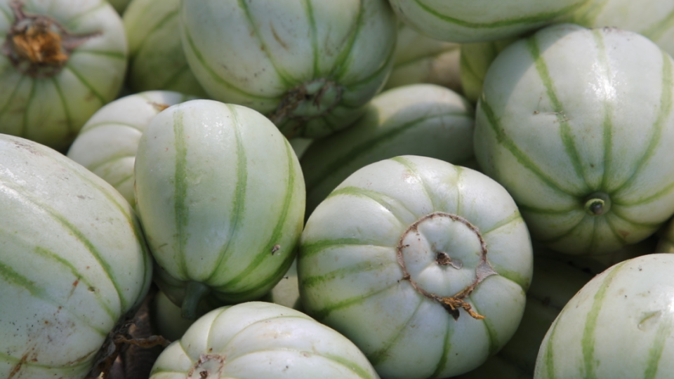 皮薄,蒂圆,络深……快来尝尝金山这里的头茬雪瓜