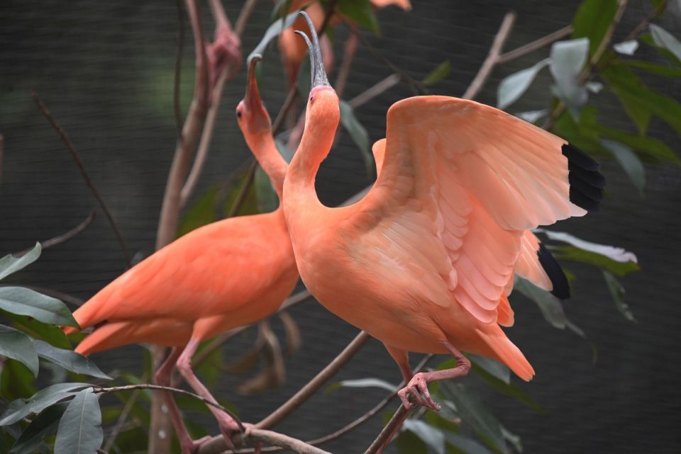 高调"秀恩爱"!深圳野生动物园动物忙求偶