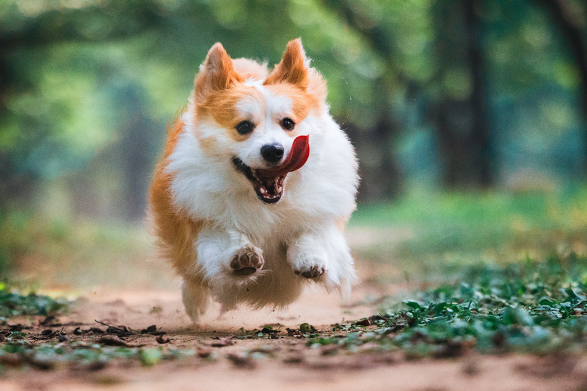 rf镜头大师直播课捕捉萌宠灵动身影这套组合表现力超强宠物摄影师克查