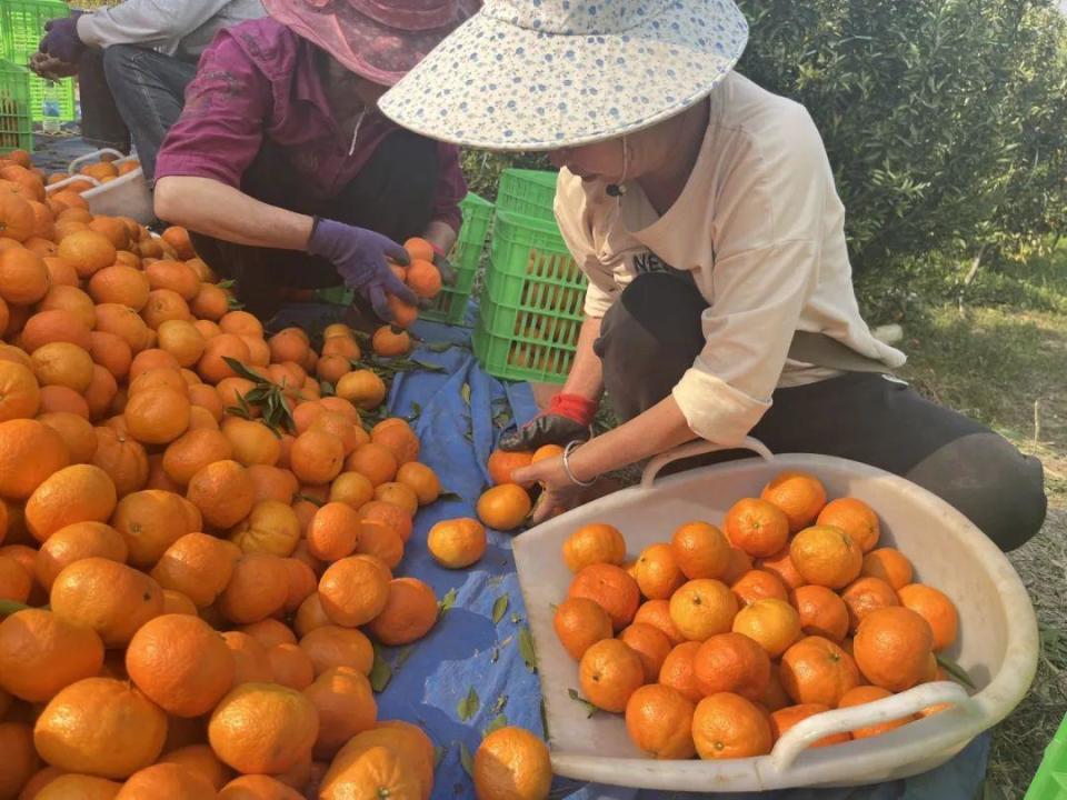 腾冲芒棒镇的橘子上市啦