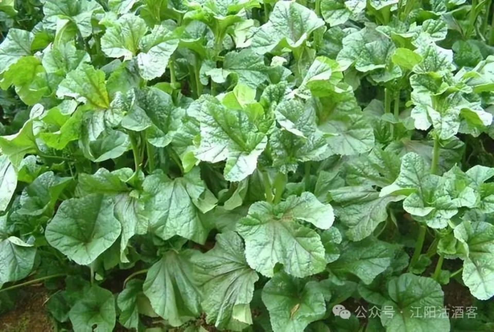 也叫冬苋菜.其实葵在古代分春葵,夏葵,秋葵,冬葵,如今常吃的都是冬葵.