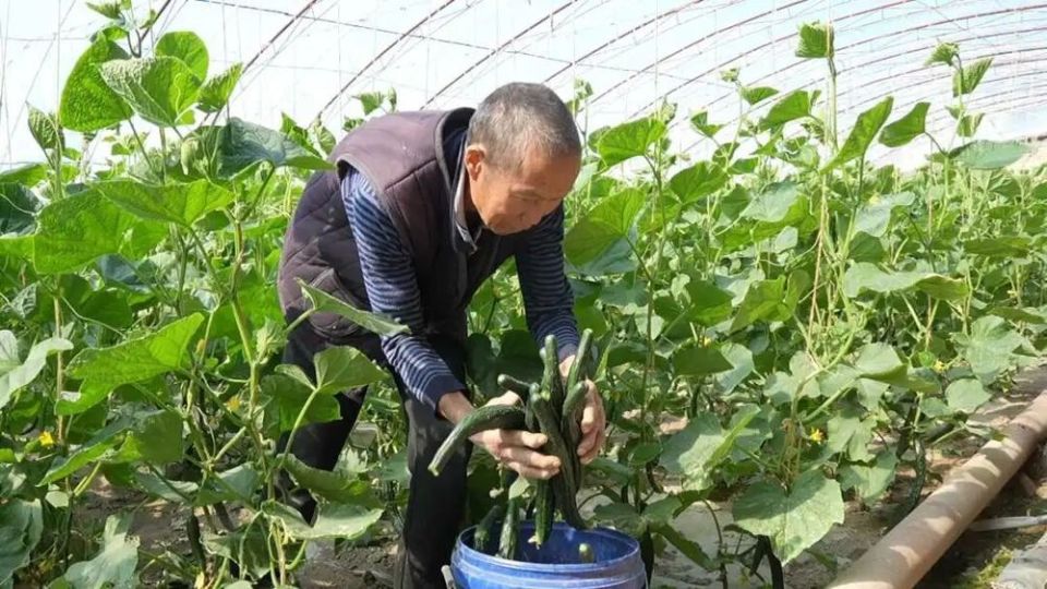 脆嫩鲜香！精河县大棚黄瓜抢“鲜”上市_腾讯新闻