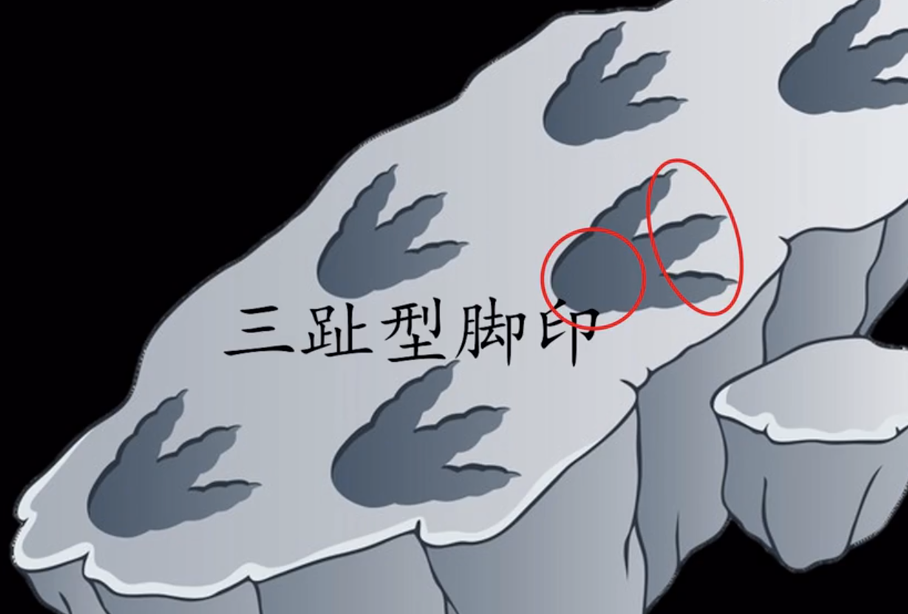 恐龙足迹化石让我们了解到的是恐龙的生前事,通过这些各式各样的脚印