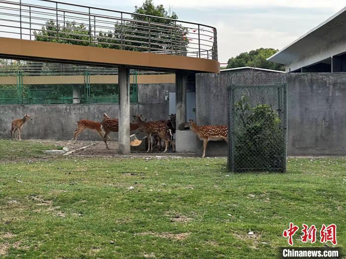 (高质量发展调研行)在工厂里开动物园 上海传统钢厂瞄准低碳智能转型