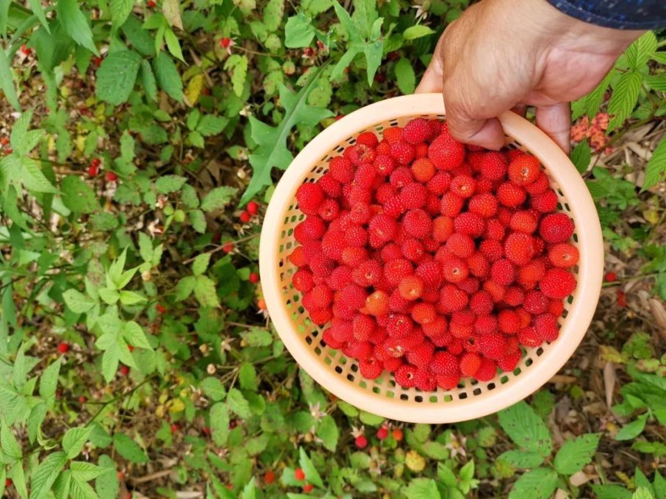 值得一提的是,尽管覆盆子与3,4月份成熟的刺泡名称相似,但它们之间仍
