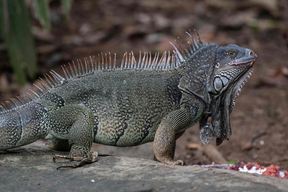 哥斯达黎加:救援中心的野生动物