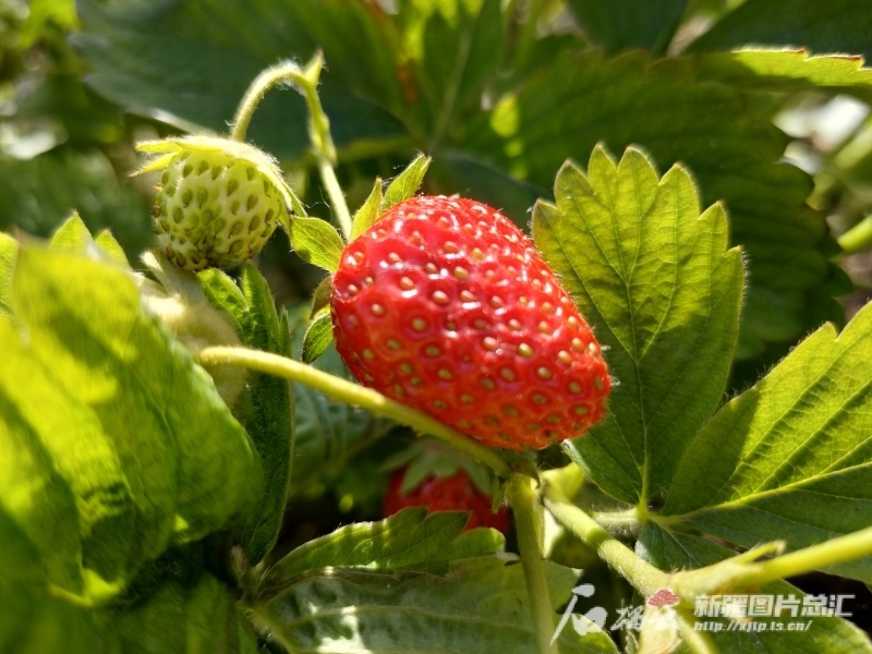 种草莓这十几年,王梅的地种到哪儿客户就追到哪儿