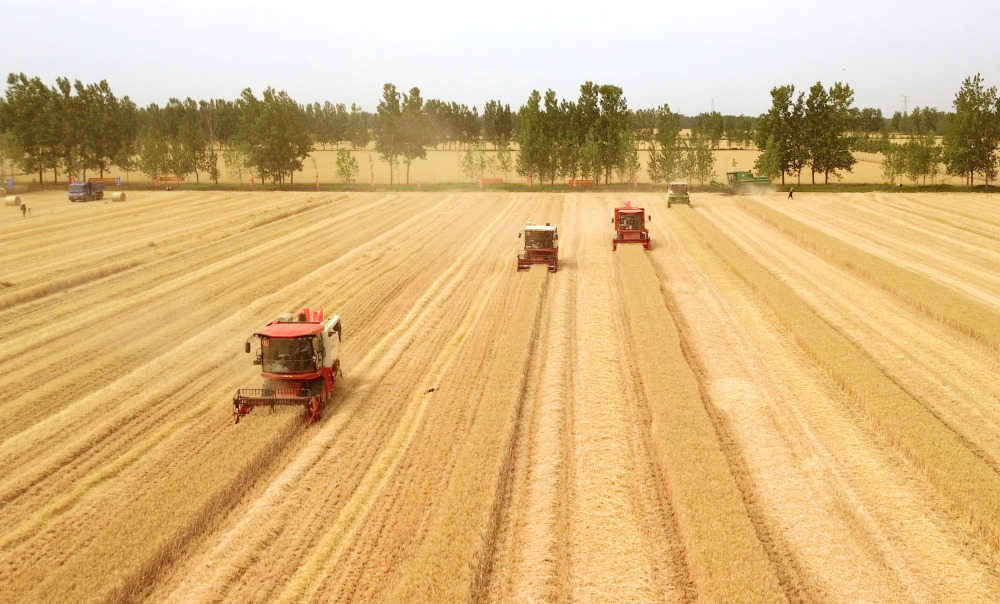 山东6000多万亩小麦陆续集中收获