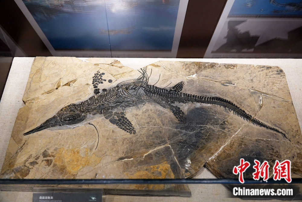 龙年说龙，亿万年前陆、海、空这三种龙有何奥秘？_腾讯新闻
