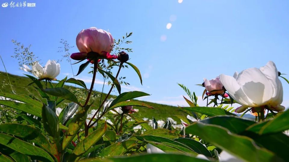 生长在山坳之中而得名的景区──芍药谷有一个因满山开满芍药花贺斯