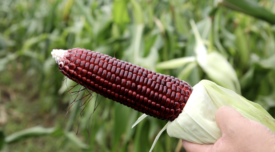 包括"沪红糯1号""沪紫黑甜糯699"等一系列优质糯玉米品种,将在6月份