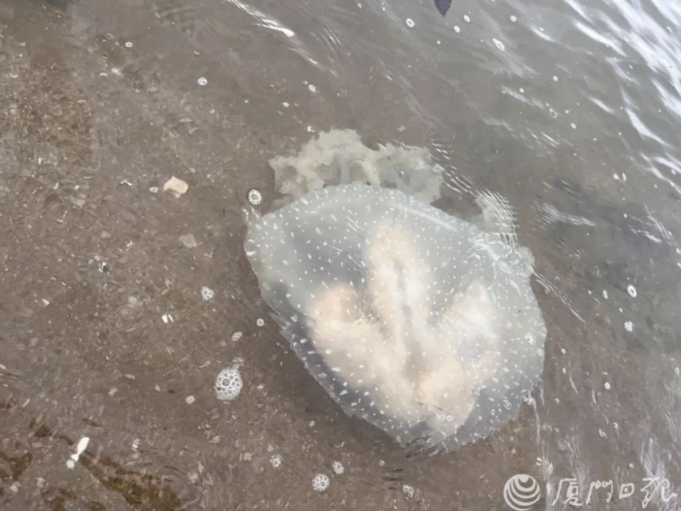 频频现身厦门海边!专家提醒:别摸!不能吃!