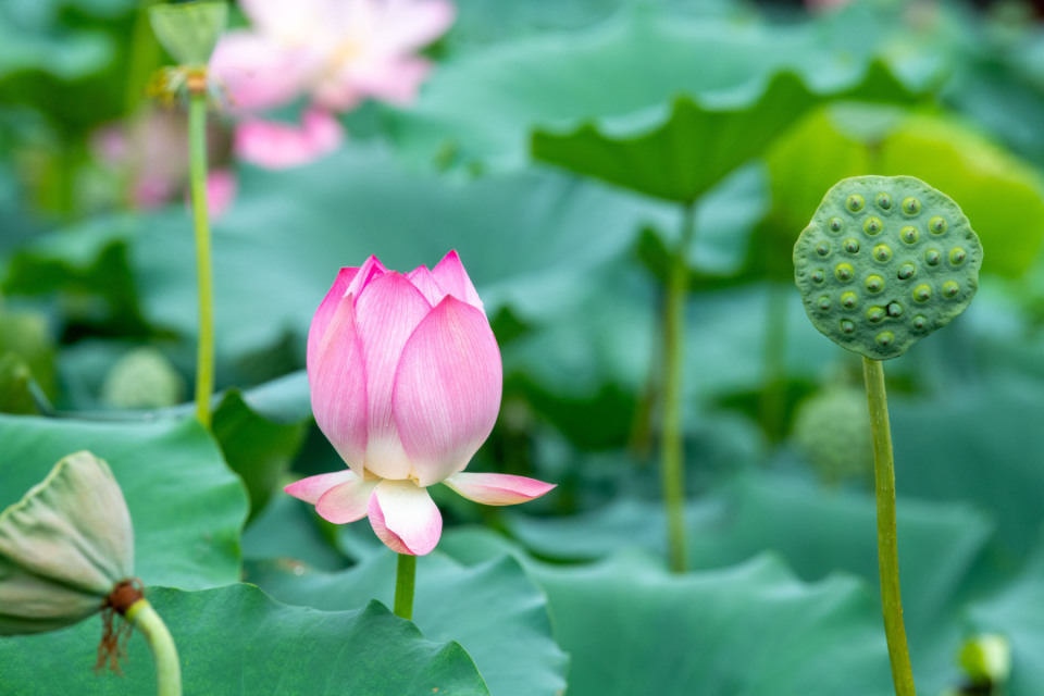 跟着"湾区大号地铁"去旅行!带你5站玩转番禺