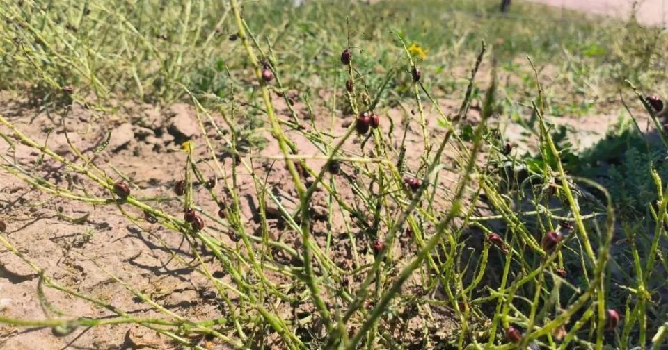 此次针对的是叶甲虫,牛屎虫等要食害顶端嫩叶,嫩茎的虫害,常会导致薯