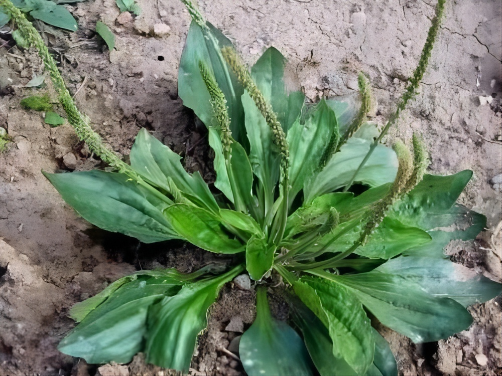 背景 壁纸 绿色 绿叶 树叶 植物 桌面 1000_750