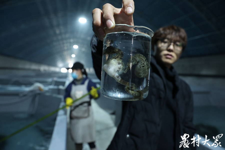 正是这些肚子鼓鼓的膨腹海马,一路北上,在当地孕育出一个亿元产业.